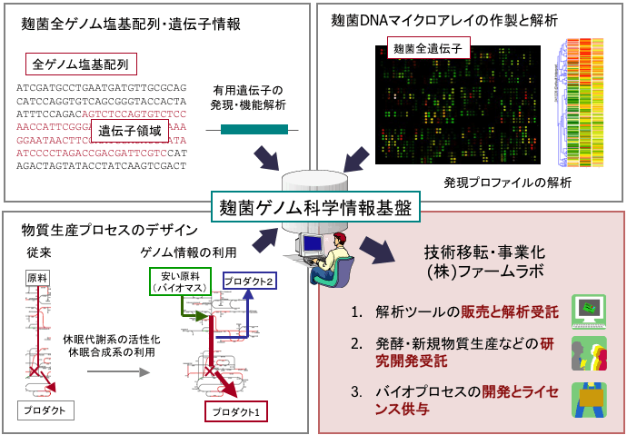 麹菌ゲノム情報を活用した研究開発・事業化の図