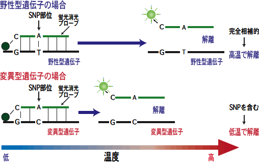 QP法によるSNP検出の概要図