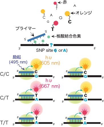 網羅的SNP解析技術原理図