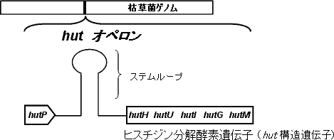 枯草菌hutオペロンの図