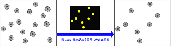 細胞形状による接着細胞の選抜・分離操作の図