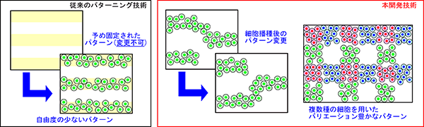 培養後の細胞のパターンニングの図