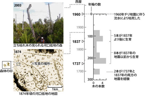 マウジン川河口付近の枯死した木の図