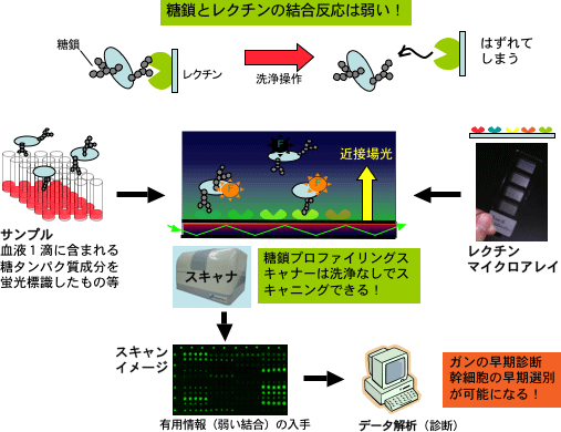 糖タンパク質や糖鎖の結合をレクチンマイクロアレイ上で、リアルタイムに高感度検出する概要図