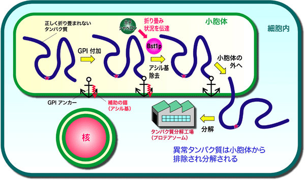 細胞内で合成された異常タンパク質の新たな排除機構の概要図