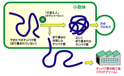 小胞体におけるタンパク質の品質管理機構の図