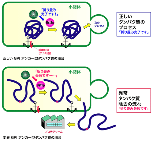 品質管理責任者Bst1pの図