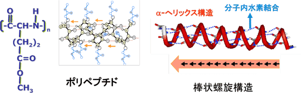 棒状らせん構造をとる生体高分子材料の図