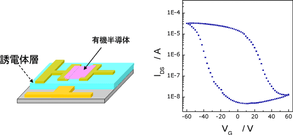 ポリペプチドを絶縁膜に用いたFeFET構造のメモリ素子の伝達特性の図