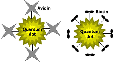 アビジン及びビオチンを結合した量子ドットの模式図