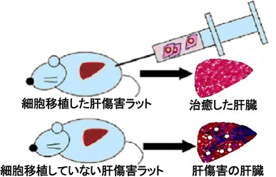 歯胚由来間葉系幹細胞移植による肝再生の図