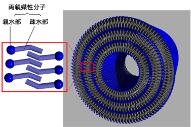 有機ナノチューブの代表的な分子充填模式図