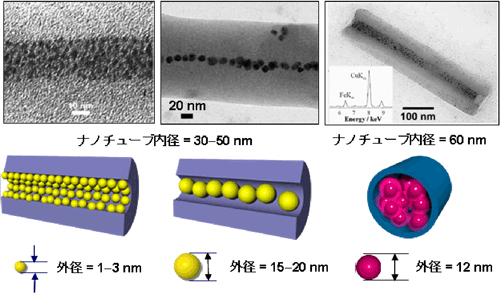 内径が30～50nmの有機ナノチューブに2種類の大きさが異なる金ナノ粒子を内部に取り込んだ様子と内径が60nmの有機ナノチューブに外径が12nmのフェリチンが取り込まれた状況を示す電子顕微鏡写真