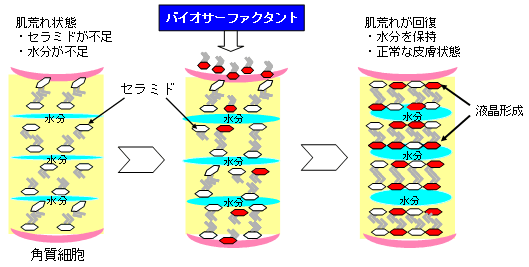 肌荒れに対するバイオサーファクタントの効果の図