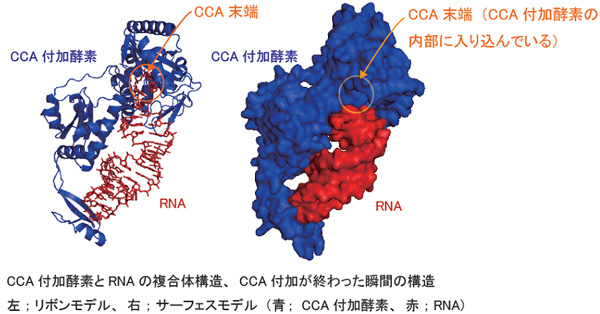CCA付加酵素とRNAの複合構造図