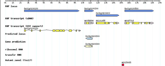 公開されているイネゲノム　アノテーションの一部の図