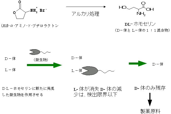 D-ホモセリン製造の概要図