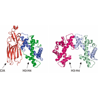 CIA-ヒストンH3-H4複合体構造と、ヌクレオソーム構造中におけるヒストンH3-H4二量体間の相互作用の比較図サムネイル画像