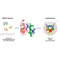 CIA-ヒストンH3-H4複合体の図サムネイル画像