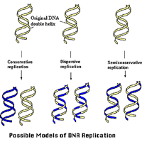 DNAの複製機構のモデル図サムネイル画像