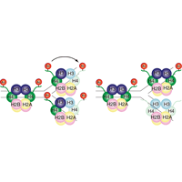 ヒストン化学修飾パターンの細胞分裂時における伝達や変換の仕組みの図サムネイル画像