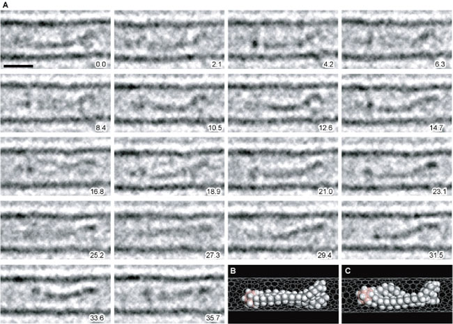 一分子の有機分子の秒単位の形の変化画像