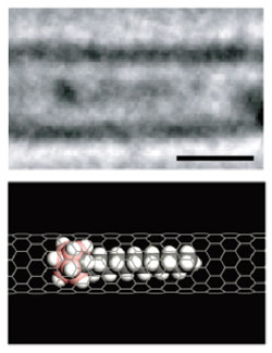 炭素鎖長１２の一重鎖を持つ分子の電子顕微鏡観察像とモデル図