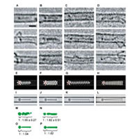 いくつかの分子の電子顕微鏡観察像、モデル図とシュミレーション図サムネイル画像