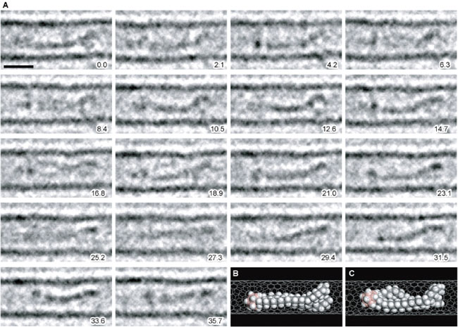 炭素鎖長２２の二重鎖をもつ分子の連続観察像