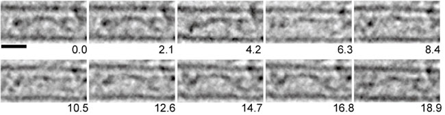 炭素鎖長２２の二重鎖をもつ分子の連続観察像