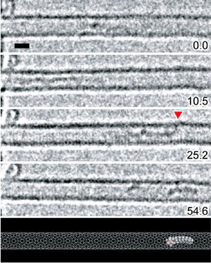 炭素鎖長１２の二重鎖をもつ分子の電子顕微鏡観察像とモデル図