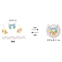 ヌクレオソームの形成・破壊反応の模式図サムネイル画像