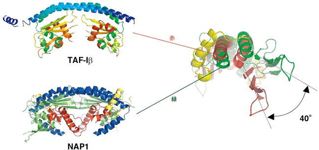 TAF-IβとNAP1の立体構造の比較と重ね合わせた図