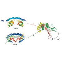 TAF-IβとNAP1の立体構造の比較と重ね合わせた図サムネイル画像