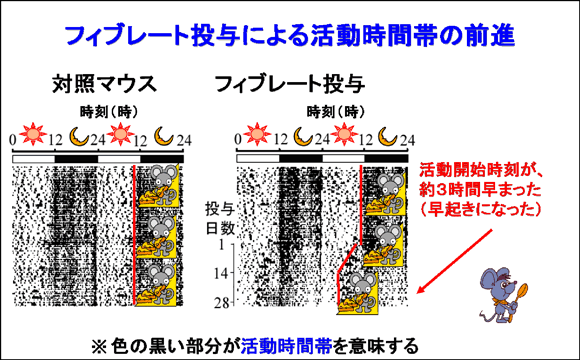 フィブレート投与による活動時間帯の前進の図