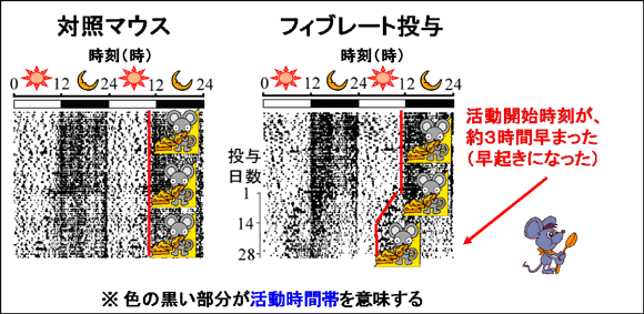 フィブレート投与による活動時間帯の前進の図