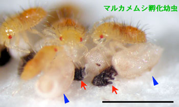 共生細菌を獲得するマルカメムシ孵化幼虫の写真