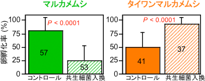 マルカメムシおよびタイワンマルカメムシの卵孵化率の図