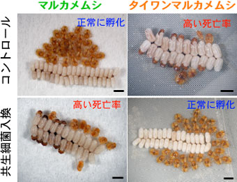 マルカメムシおよびタイワンマルカメムシの卵孵化の様子の図