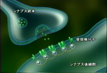「シナプス終末」から放出された神経伝達物質が「シナプス後細胞」に存在する受容体を活性化する概要図