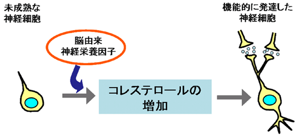 神経細胞発達のメカニズムの図