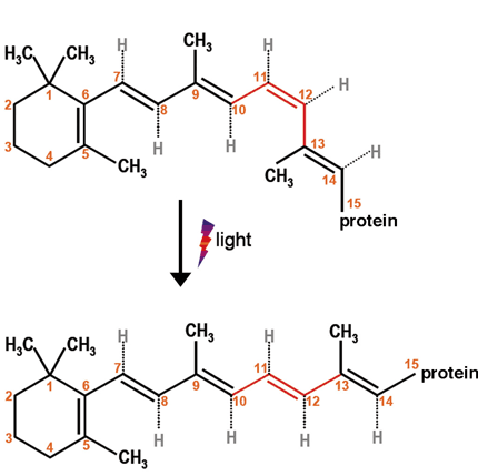 網膜内でのレチナール分子の光異性化の模式図