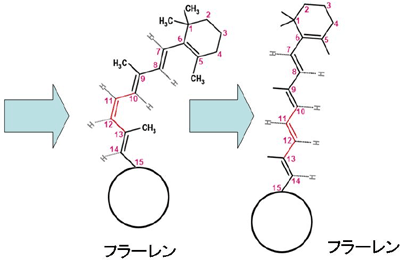 カーボンナノチューブ内のレチナール分子の模式図2
