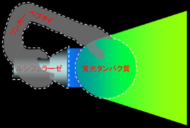 自己励起蛍光タンパク質の概念図