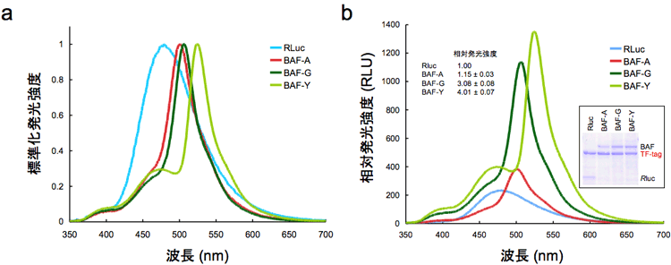 元のルシフェラーゼと今回開発の自己励起蛍光タンパク質の発光スペクトル図