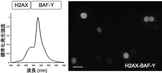 BAF-Yを用いた１細胞レベルでの生物発光イメージング図
