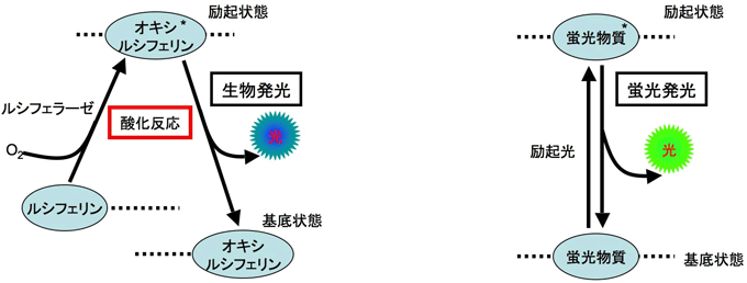 生物発光と蛍光の説明図