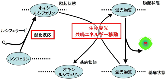 生物発光共鳴エネルギー移動の説明図