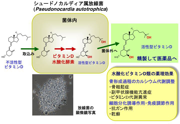 ビタミンDの活性化と水酸化ビタミンD類の薬理効果の図