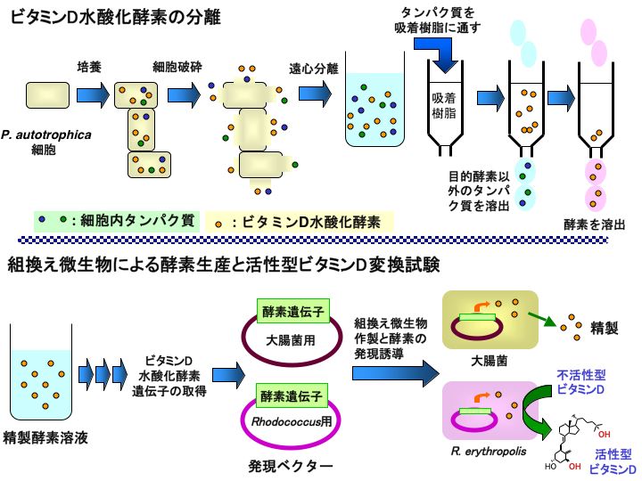 ビタミンD水酸化酵素の分離と組換え微生物による酵素生産・活性型ビタミンD変換試験の図